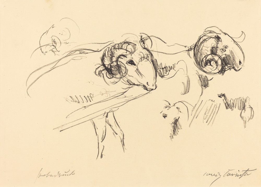 Rams (Schafböcke)