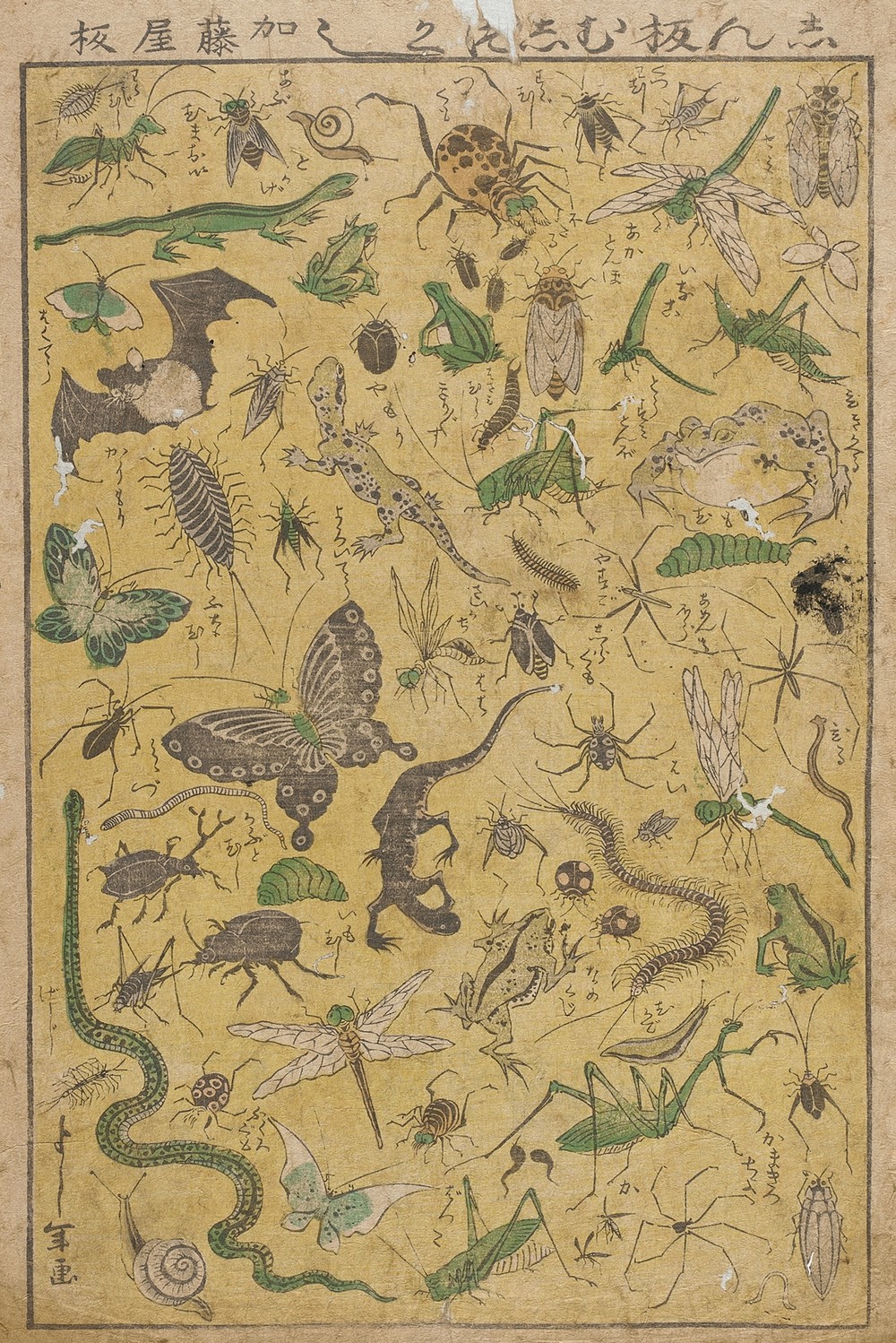 New Publication of Selected Insects (19th century)