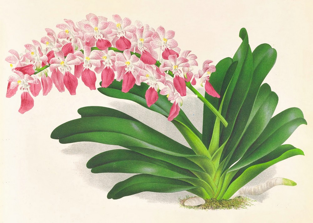 Aerides maculosum