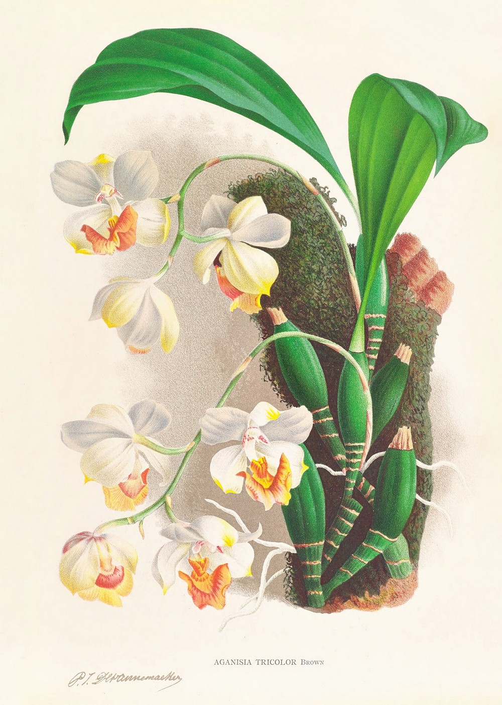 Aganisia tricolor