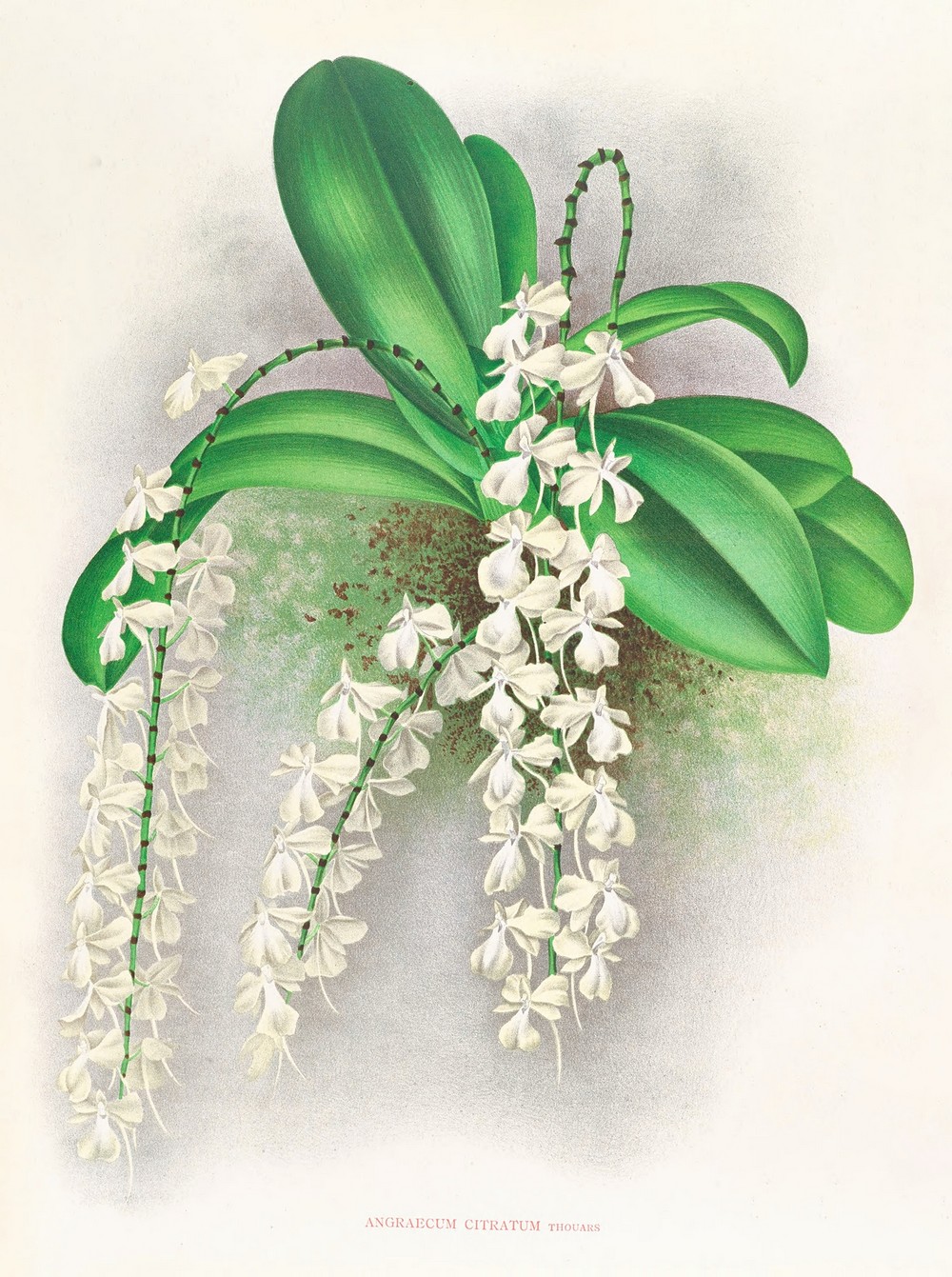 Angraecum citratum