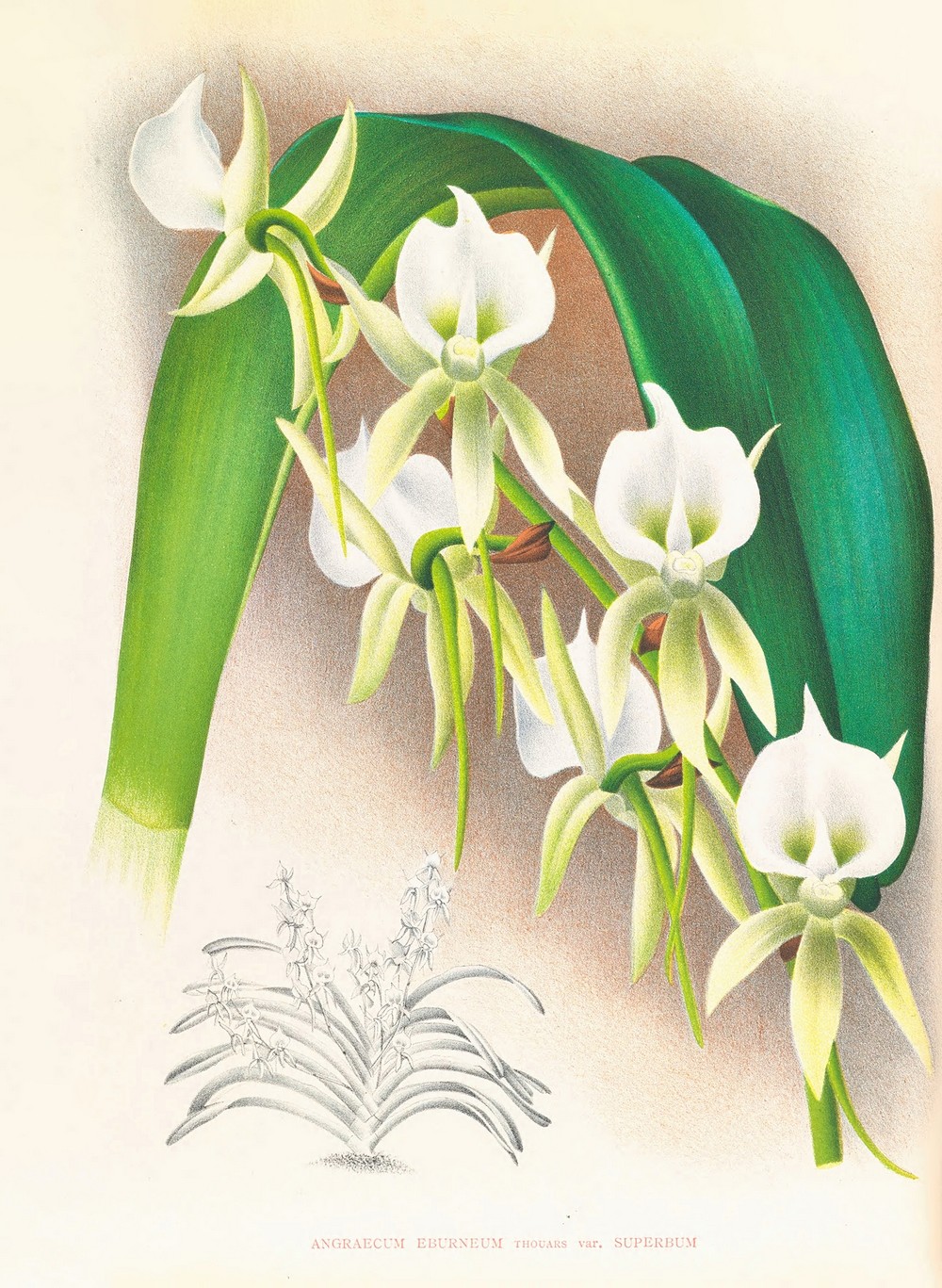 Angraecum eburneum var superbum