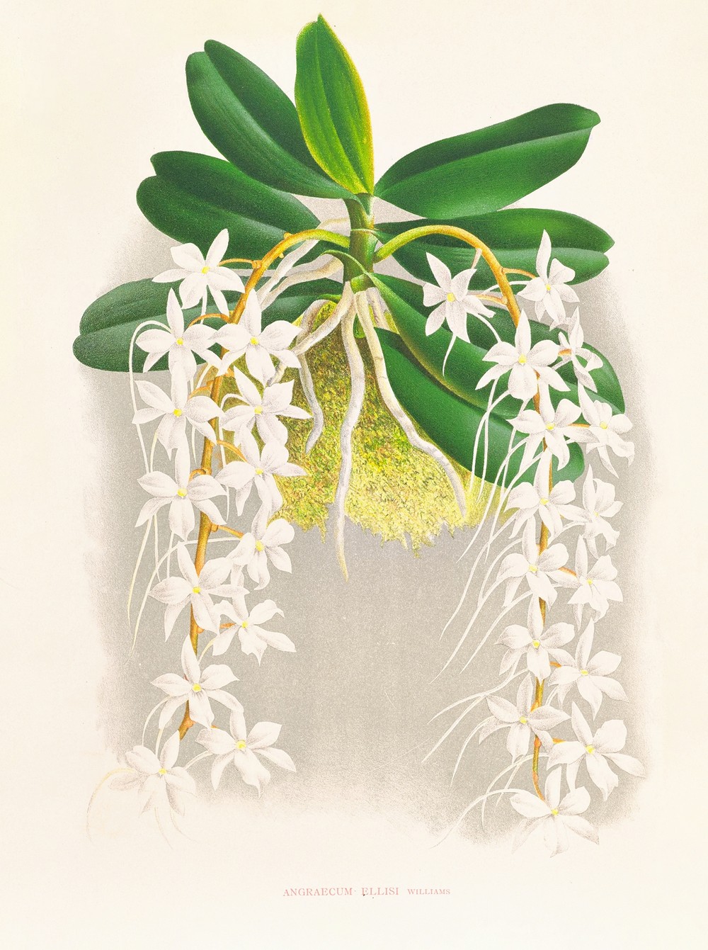 Angraecum ellisi