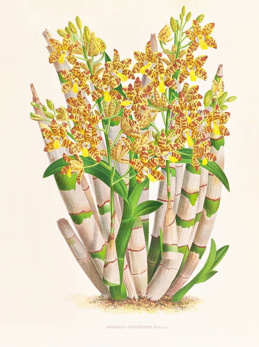 Ansellia congoensis