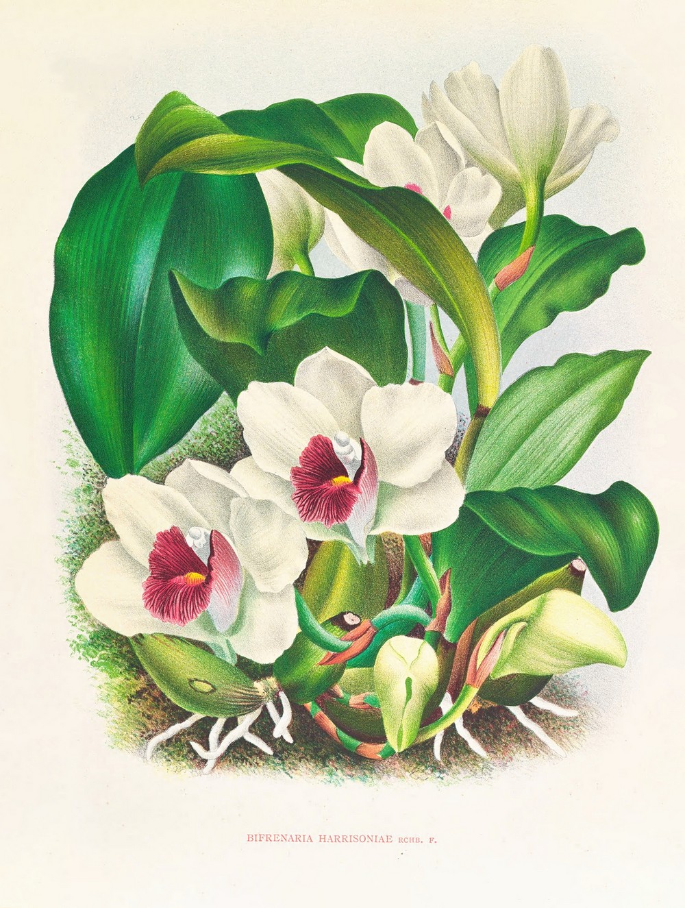Bifrenaria harrisoniae