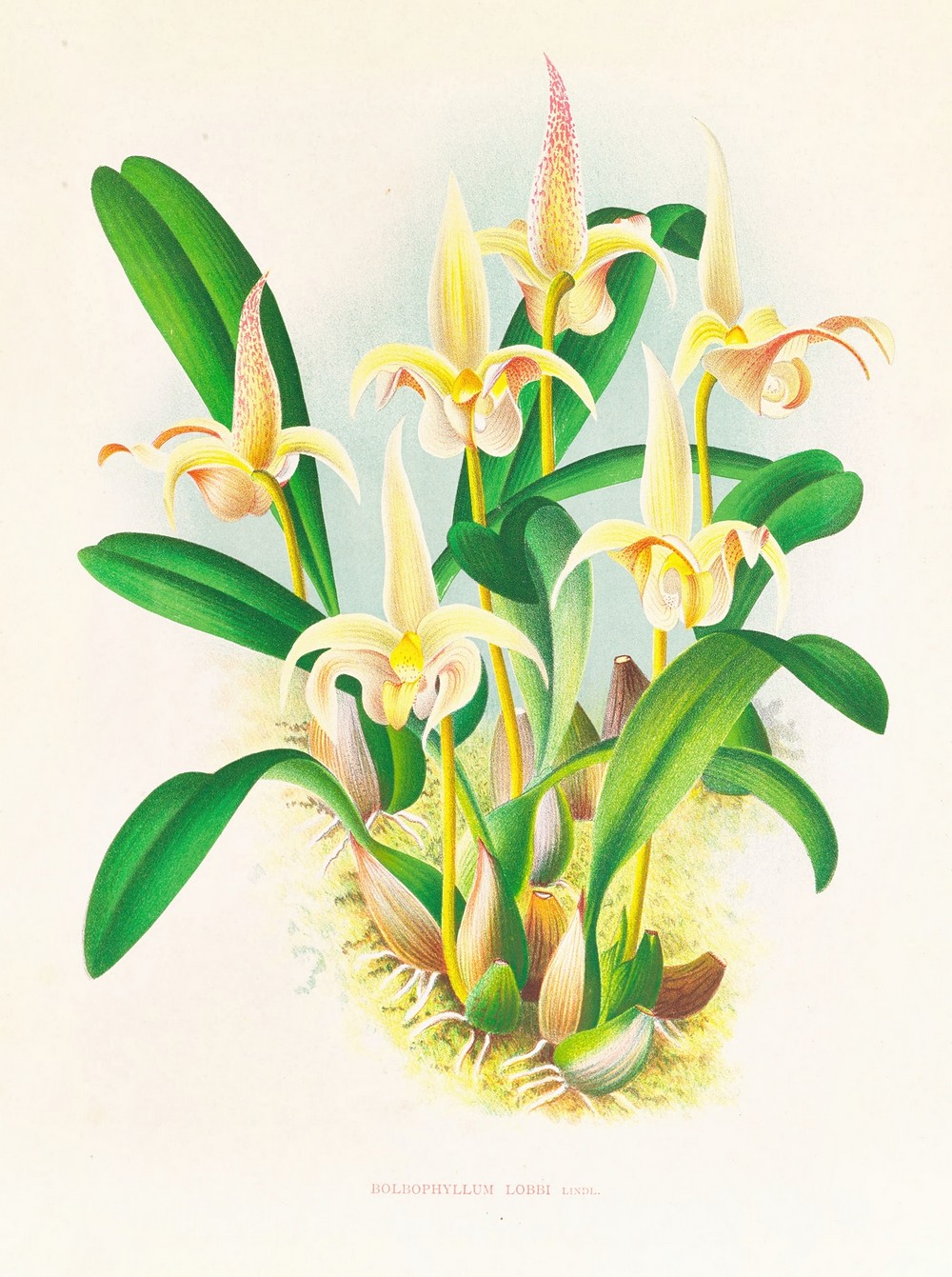 Bolbophyllum lobbi