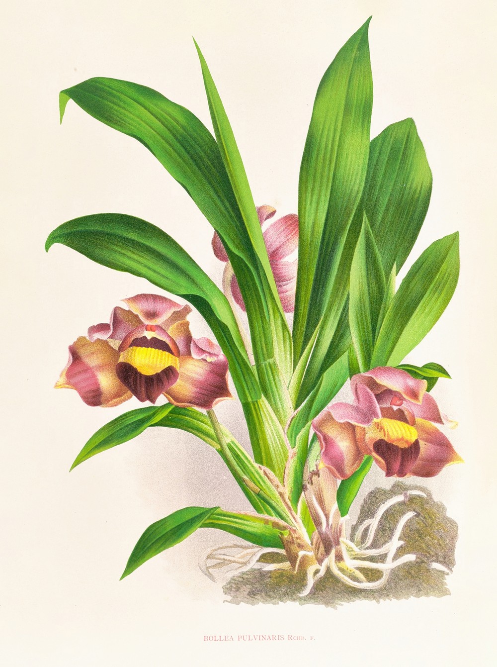 Bollea pulvinaris