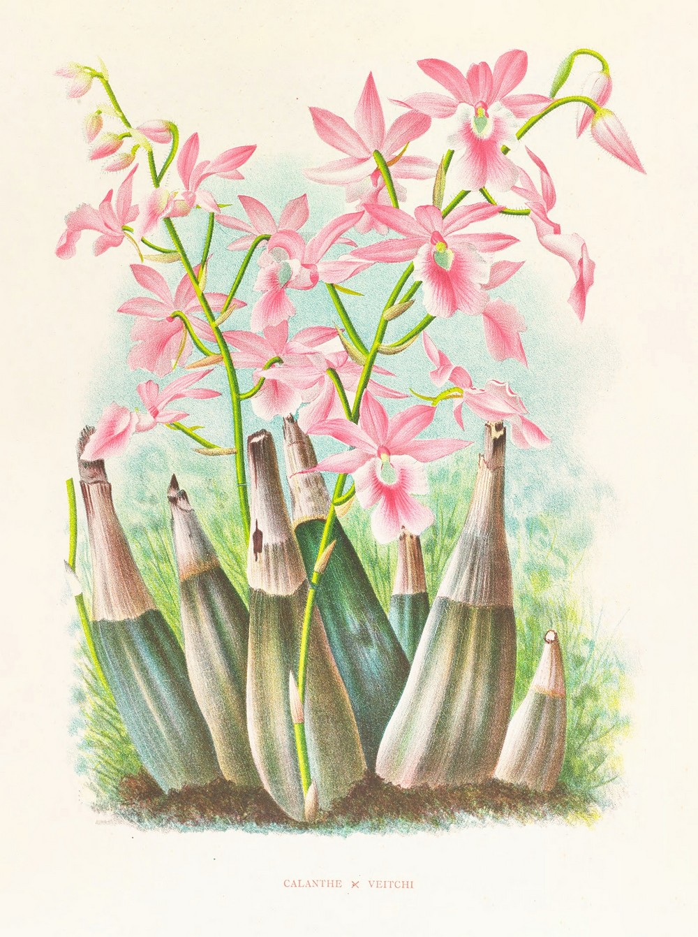 Calanthe veitchi