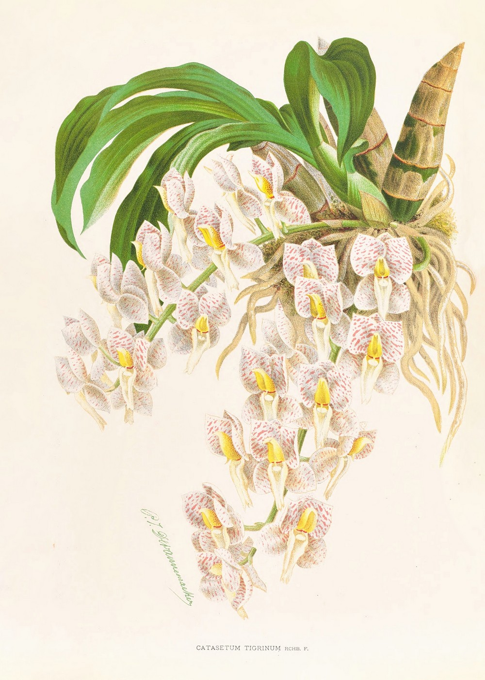Catasetum tigrinum
