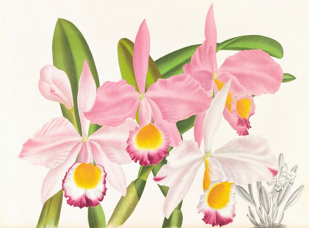 Cattleya eldorado