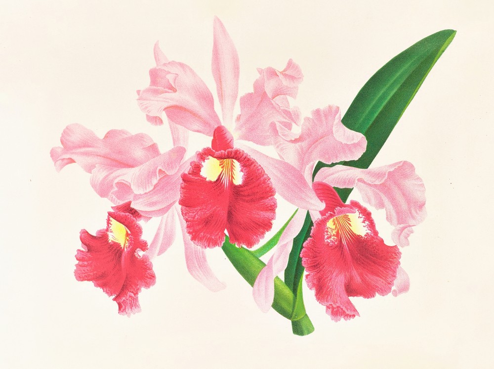 Cattleya gigas