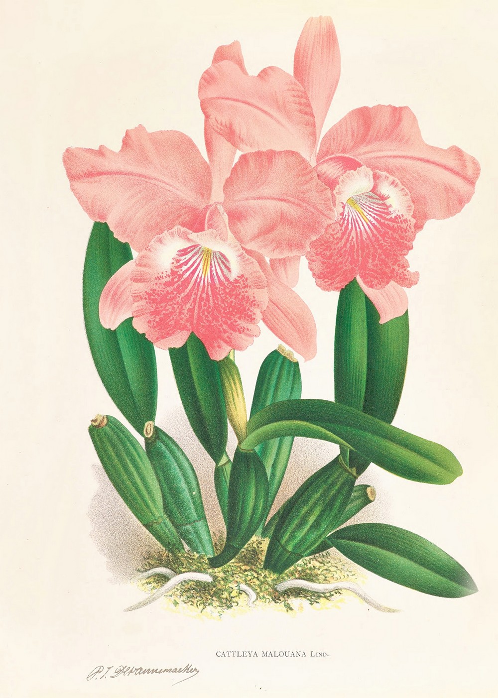 Cattleya Malouana