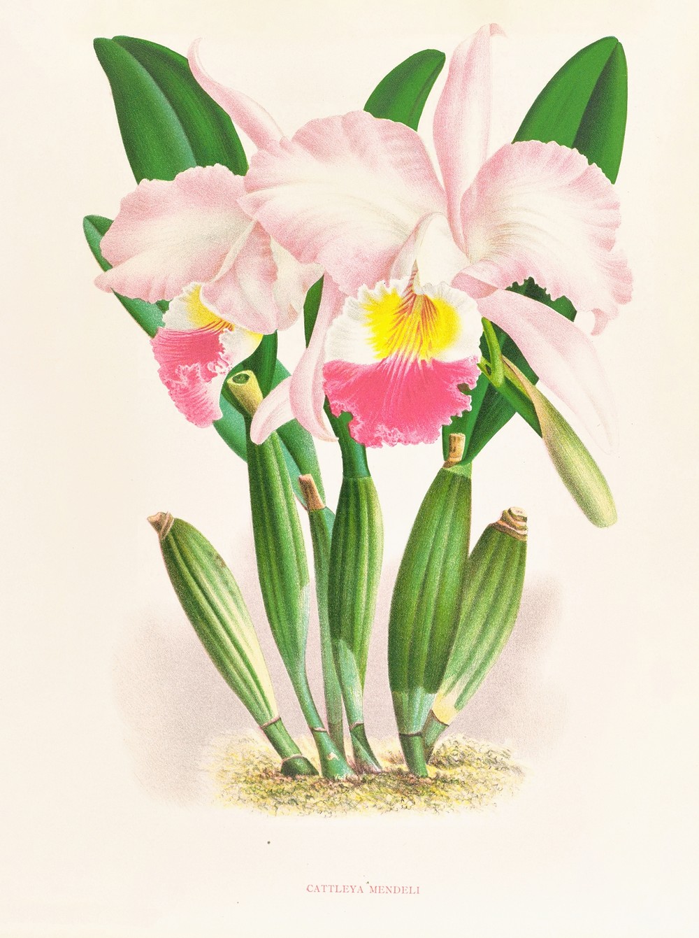 Cattleya Mendeli