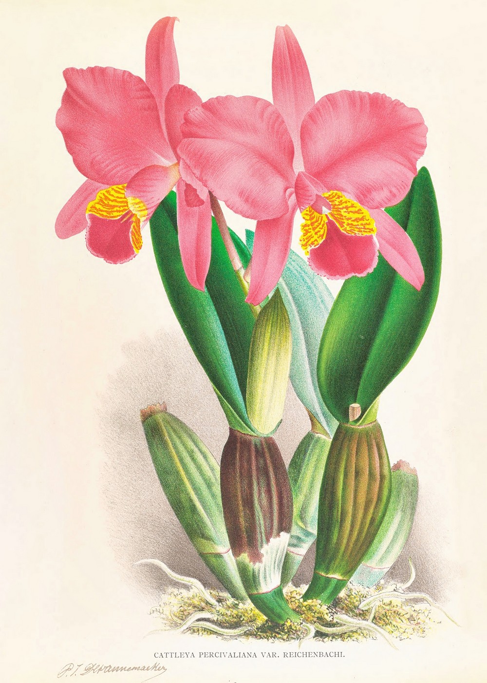 Cattleya percivaliana var reichenbachi