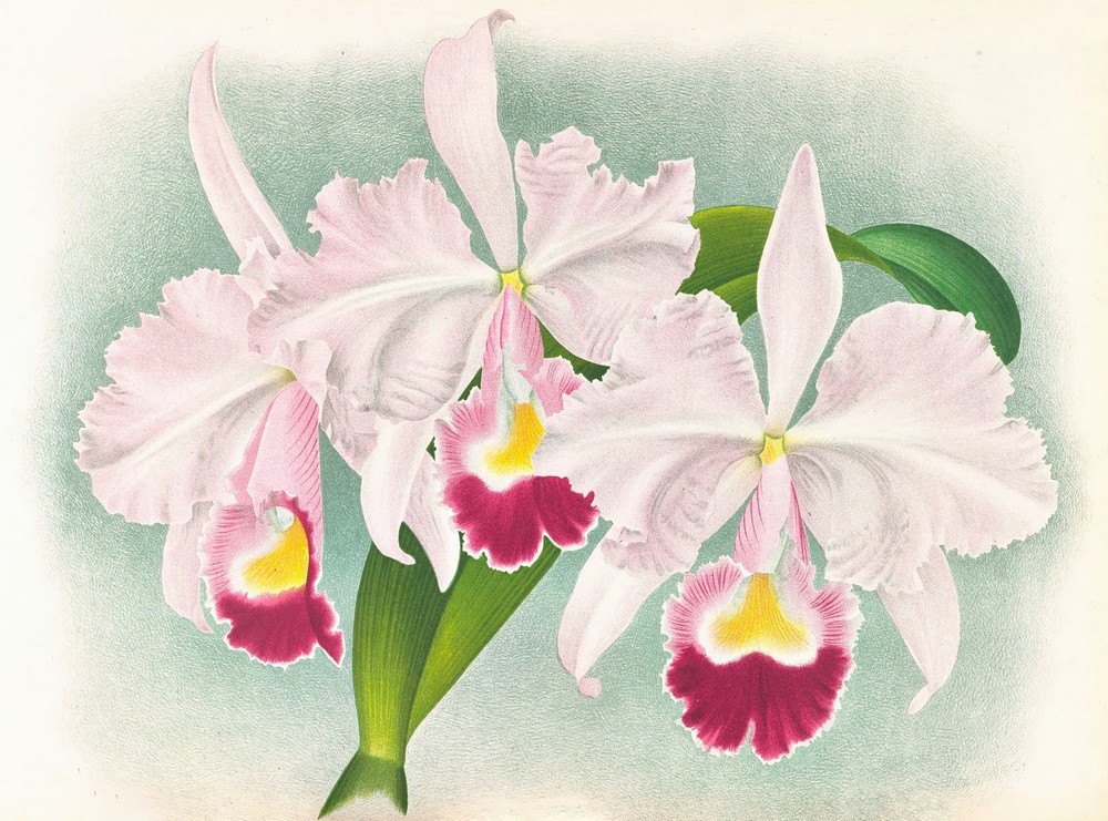 Cattleya Trianae var Martin-Cahuzac