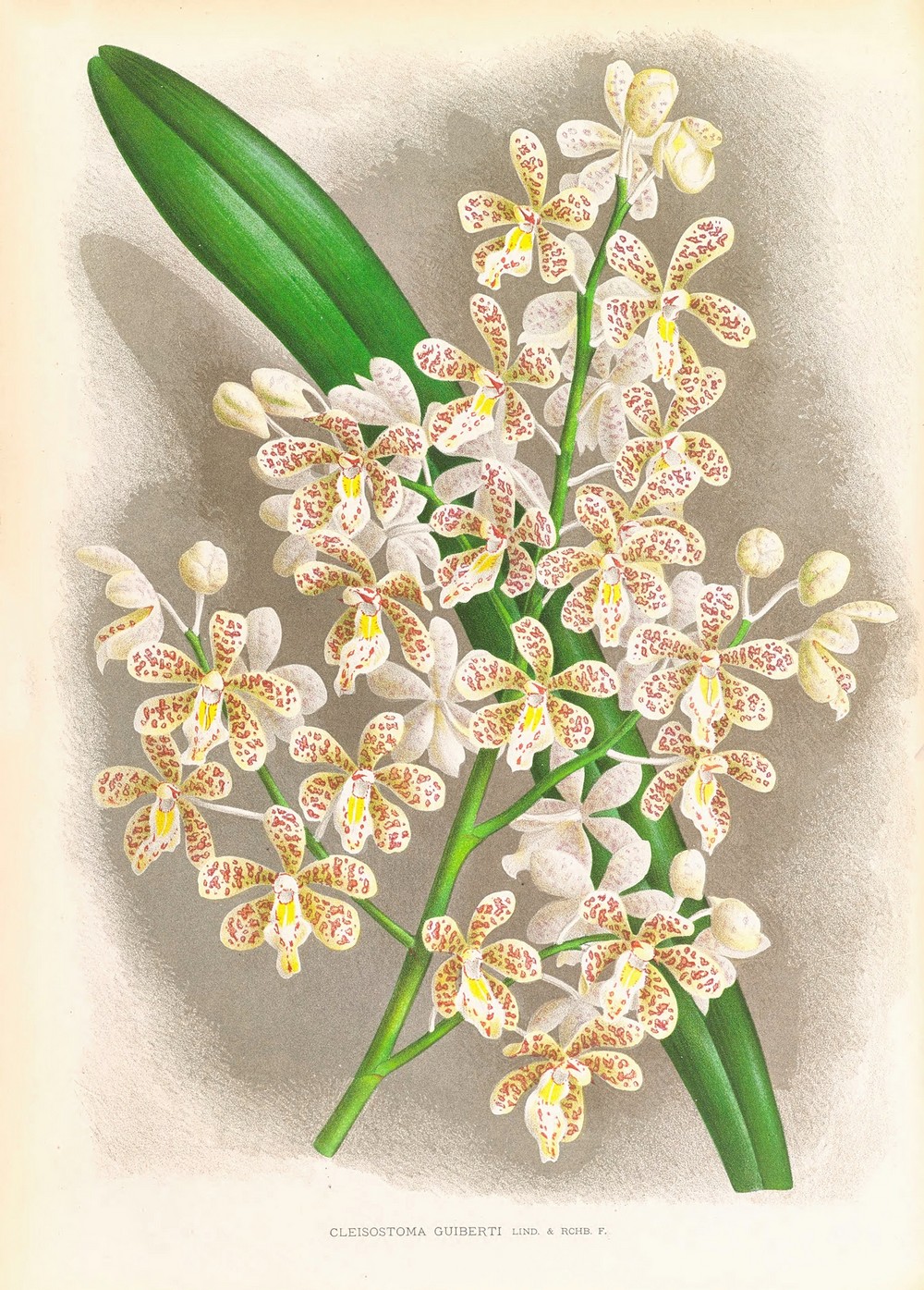 Cleisostoma Guiberti
