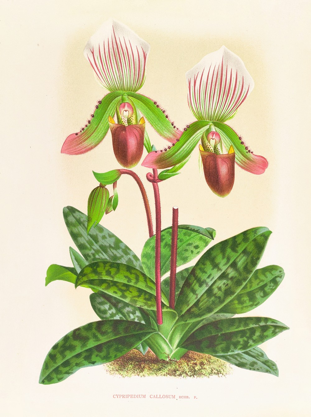 Cypripedium callosum