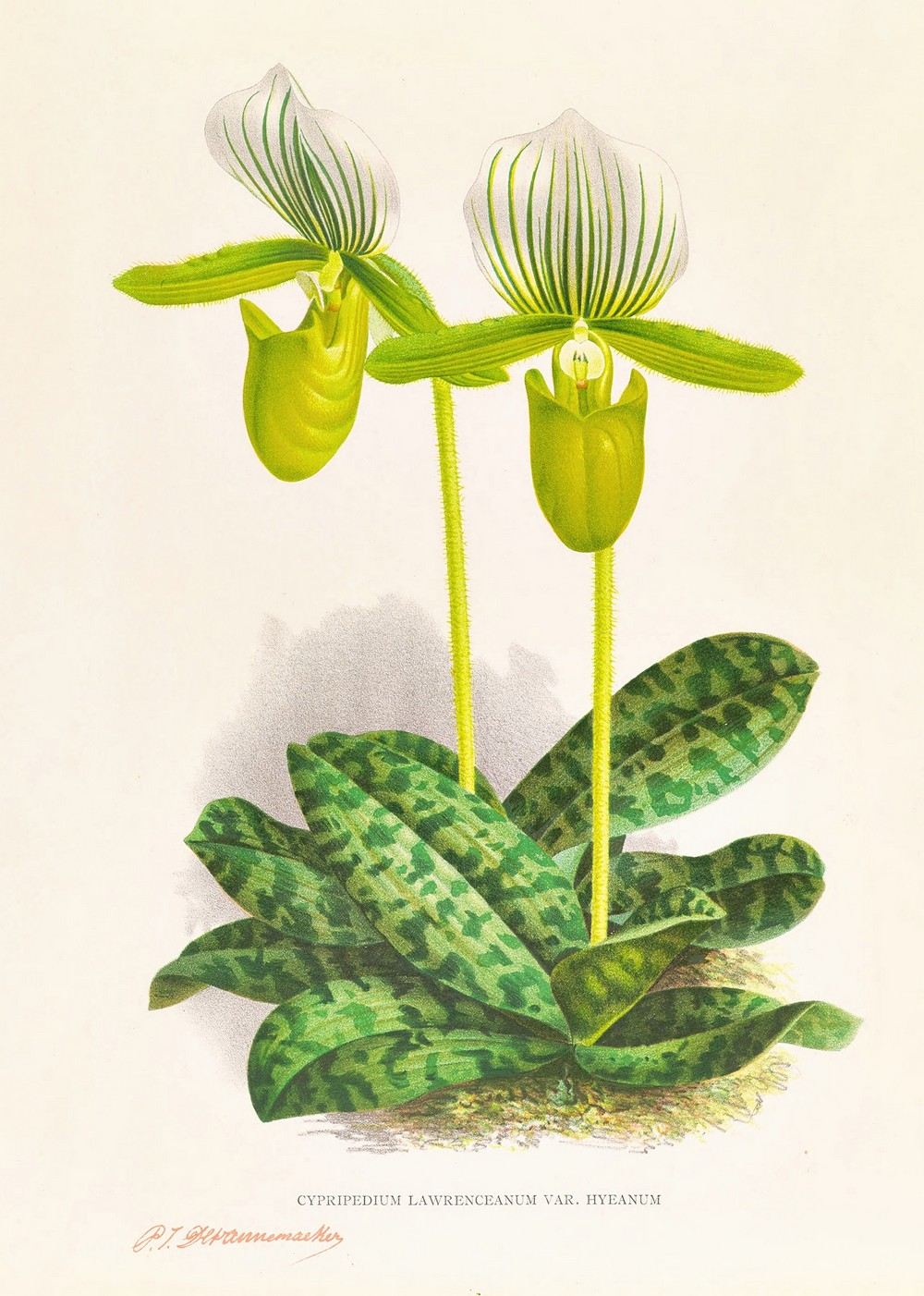 Cypripedium lawrenceanum var hyeanum