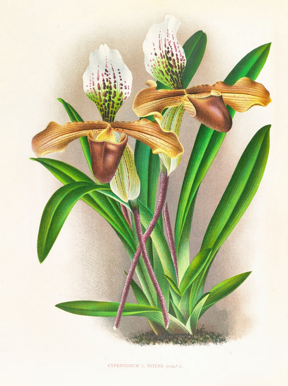 Cypripedium nitens