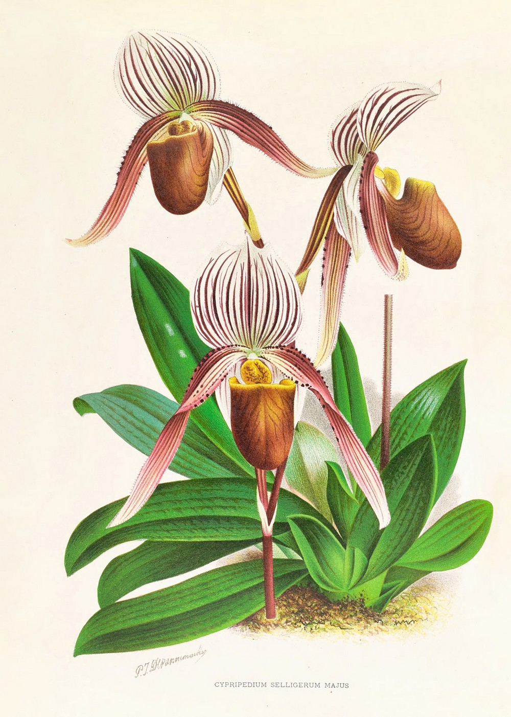 Cypripedium selligerum majus