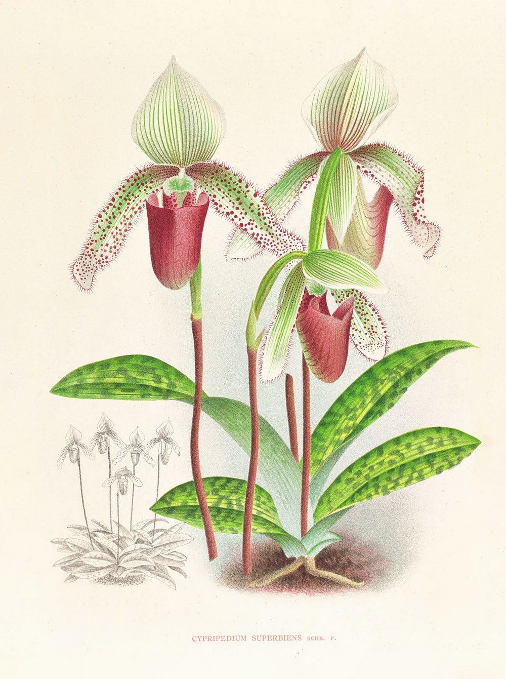 Cypripedium superbiens