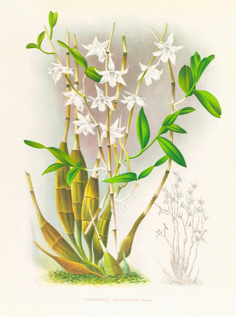 Dendrobium crumenatum