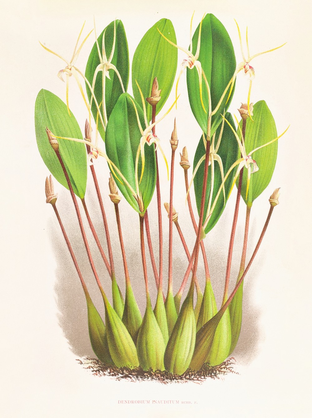 Dendrobium Inauditum