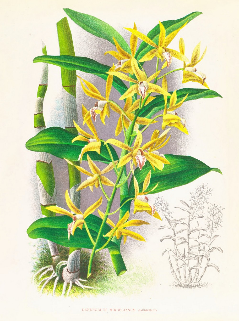 Dendrobium mirbelianum