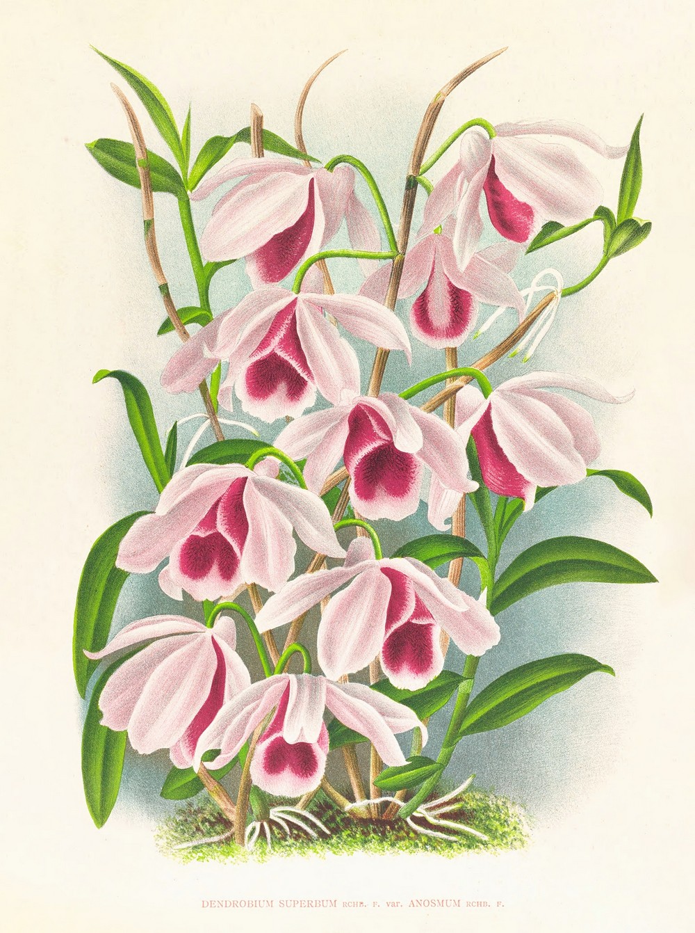 Dendrobium superbum var anosmum