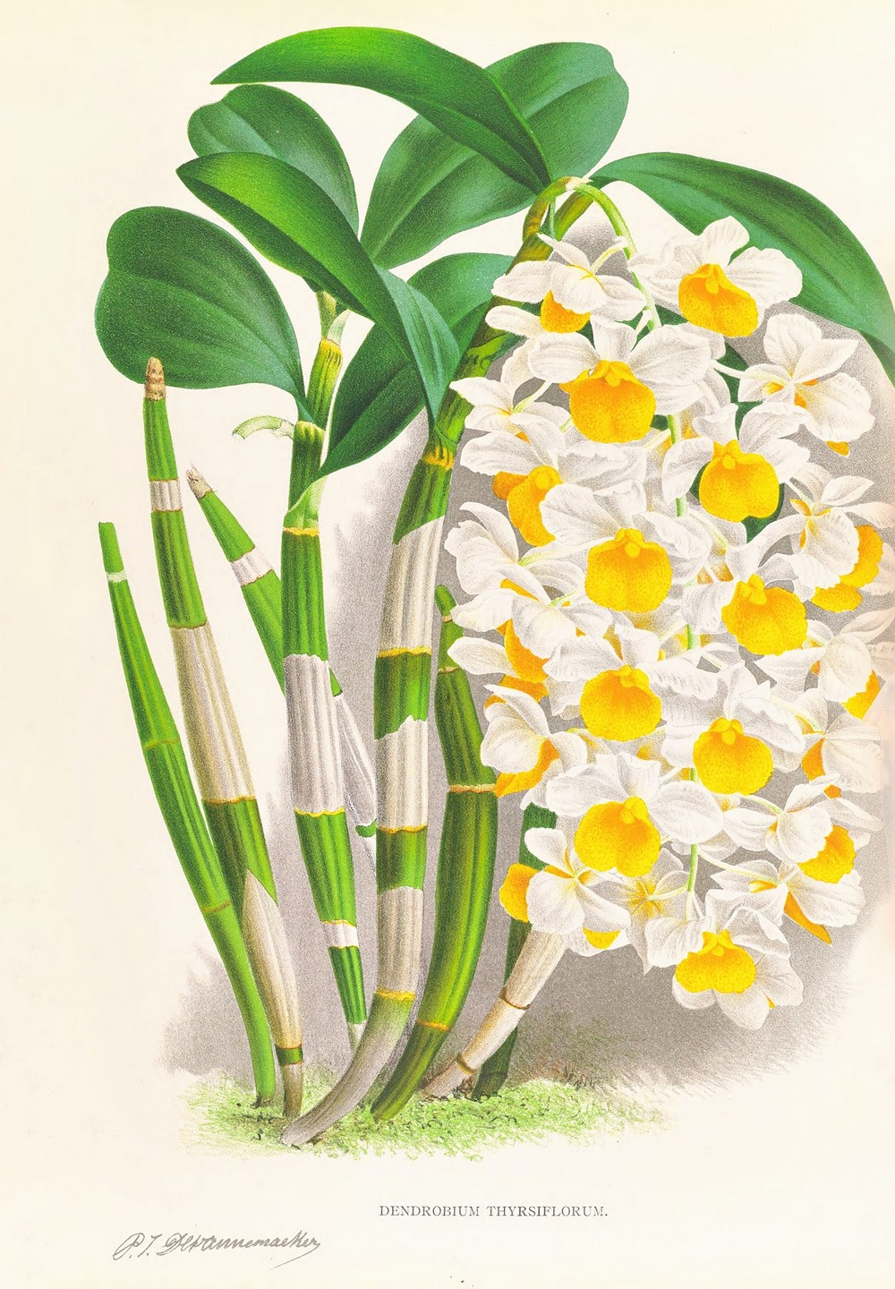 Dendrobium thyrsiflorum