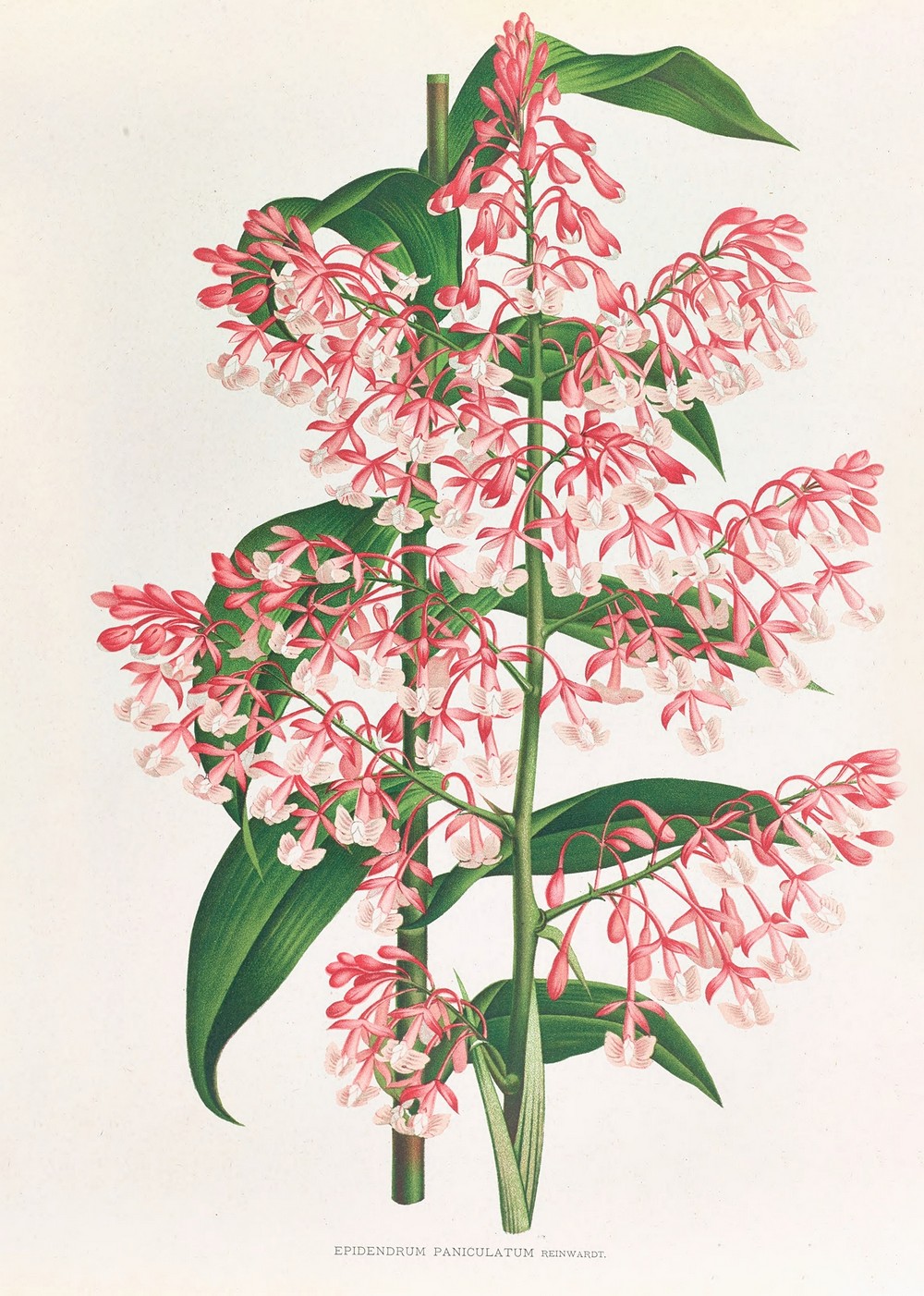 Epidendrum Paniculatum