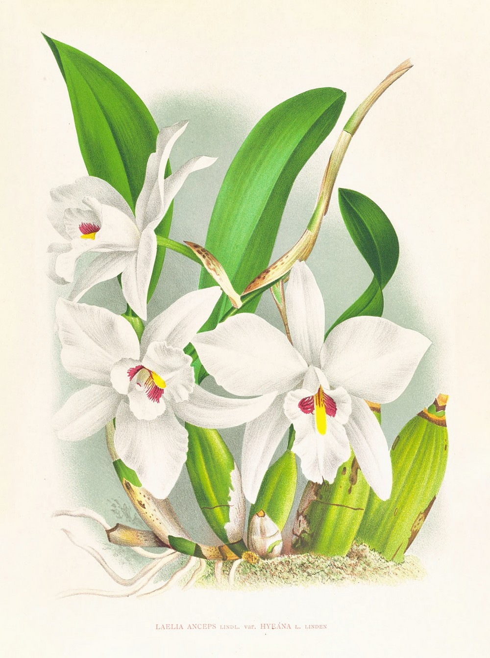 Laelia anceps var hyeana