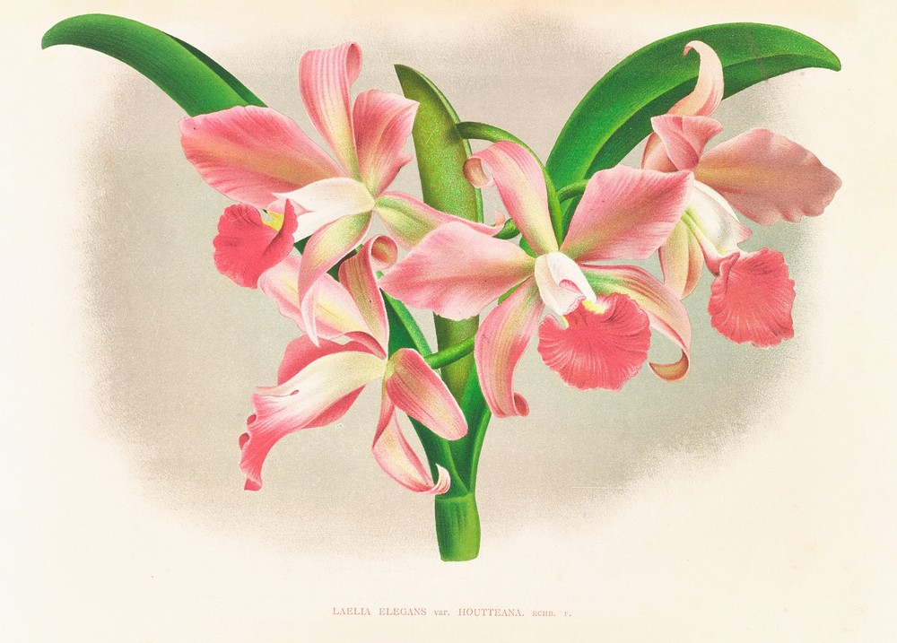 Laella elegans var houtteana