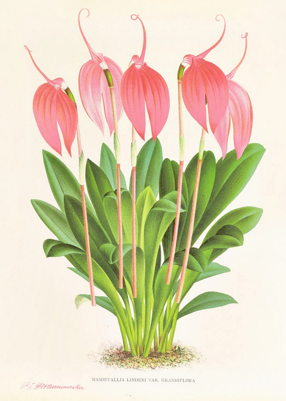 Masdevallia lindeni var grandiflora