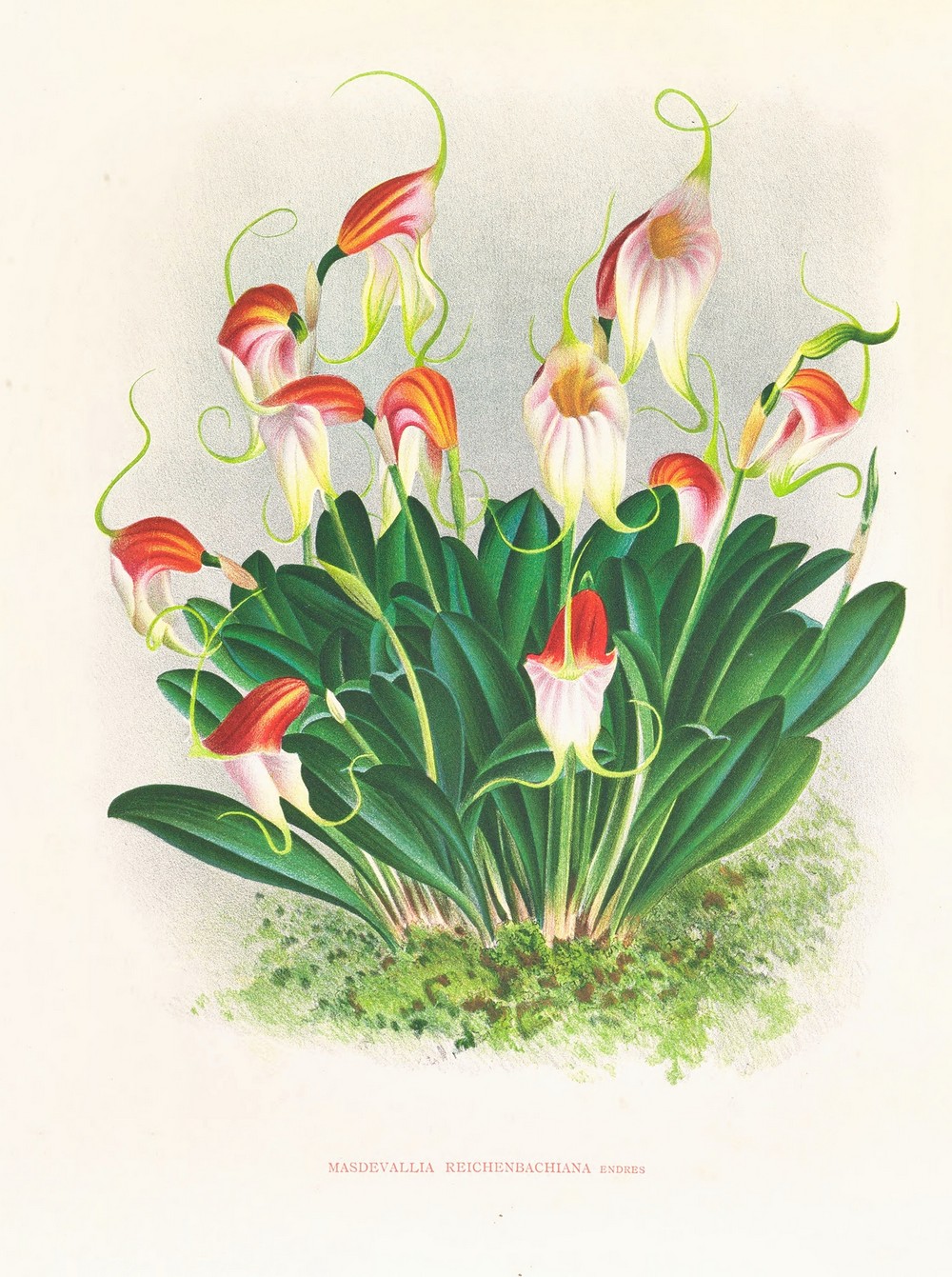 Masdevallia reichenbachiana
