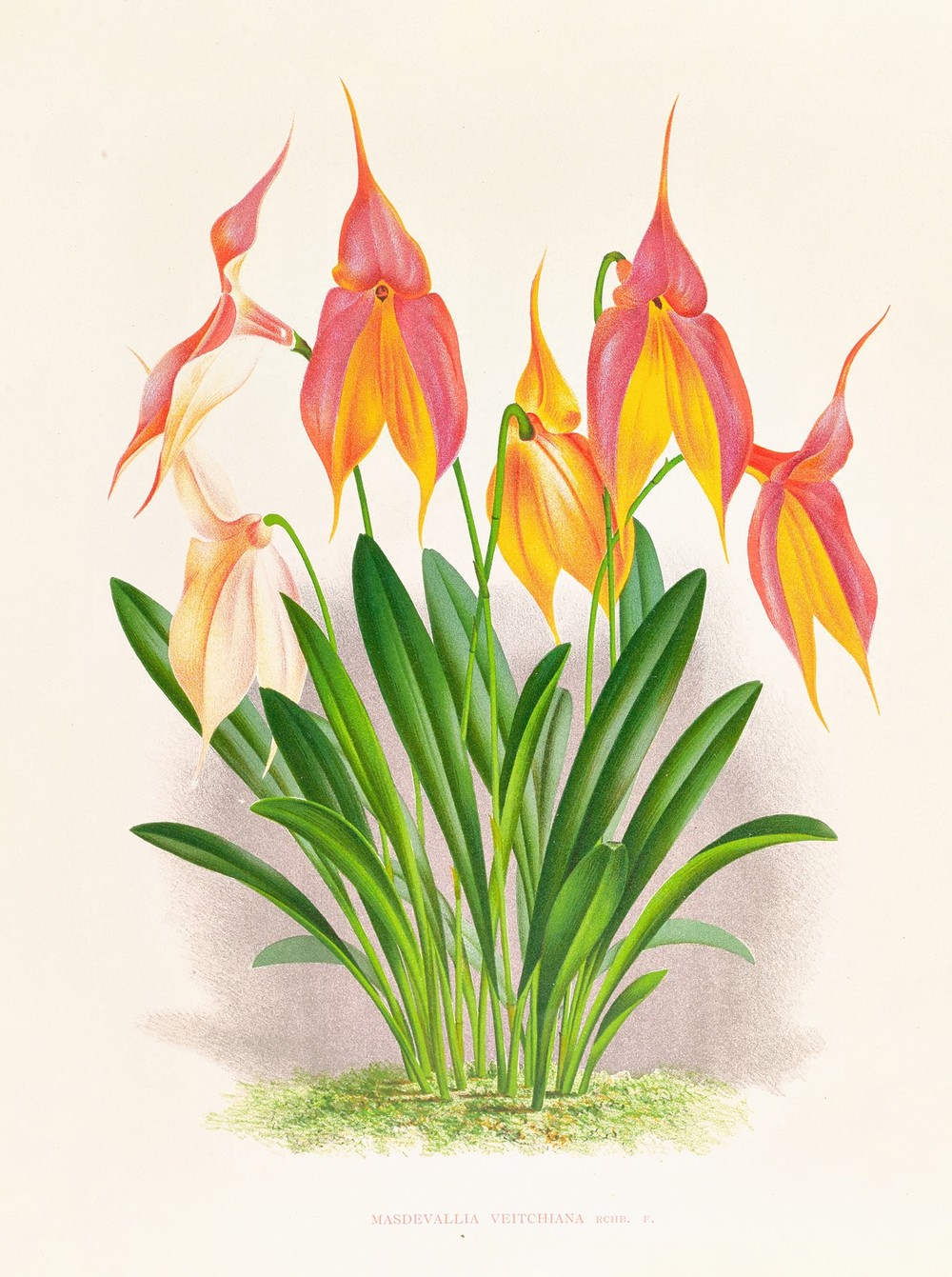 Masdevallia veitchiana