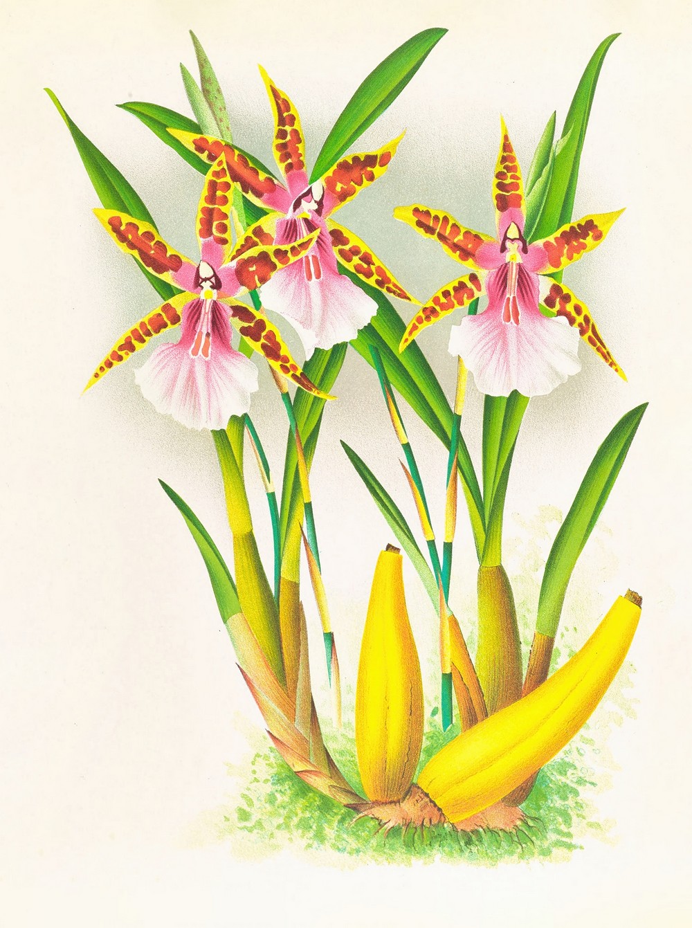 Miltonia blunti