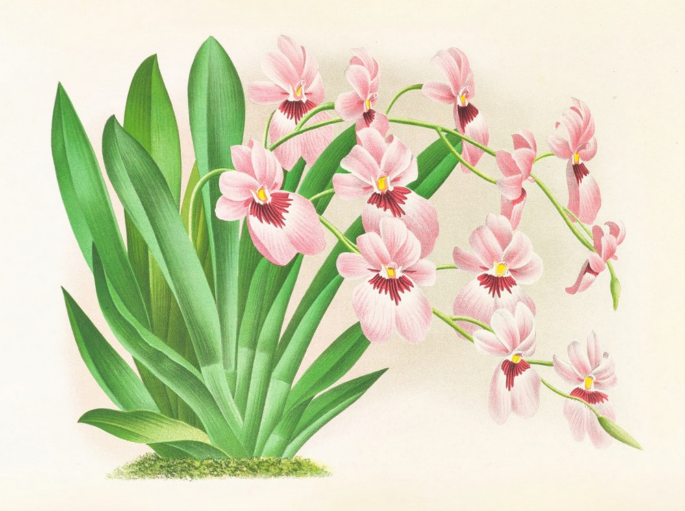 Miltonia vexillaria
