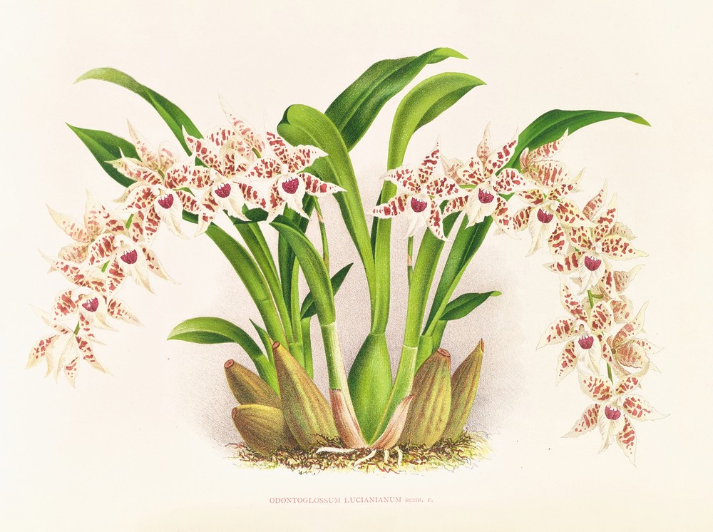 Odontoglossum lucianianum