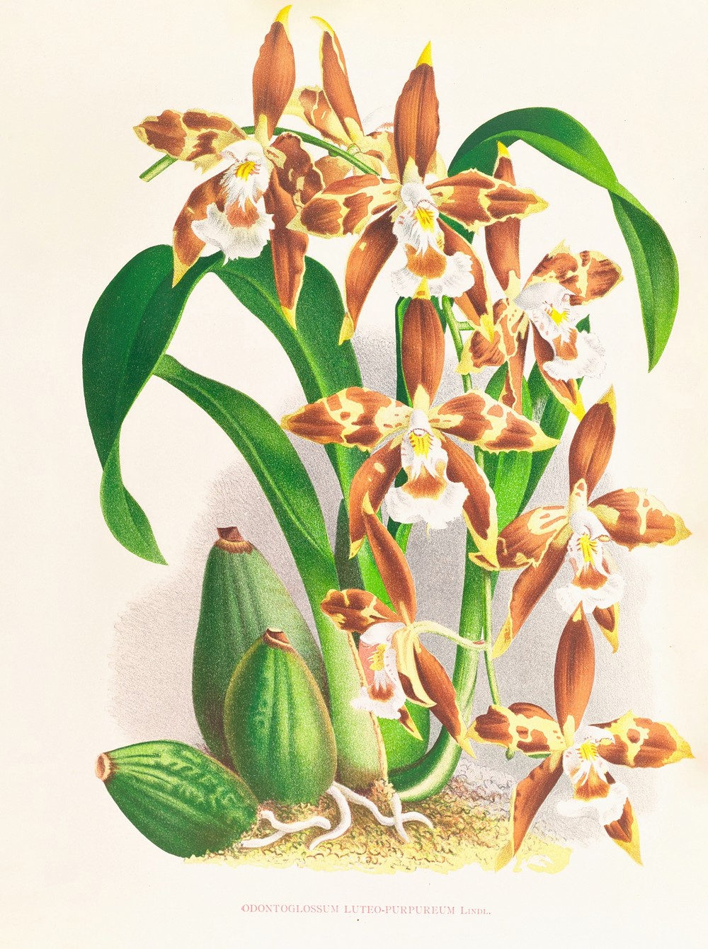 Odontoglossum luteo-purpureum