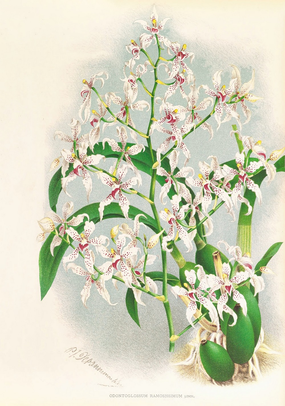 Odontoglossum ramosissimum