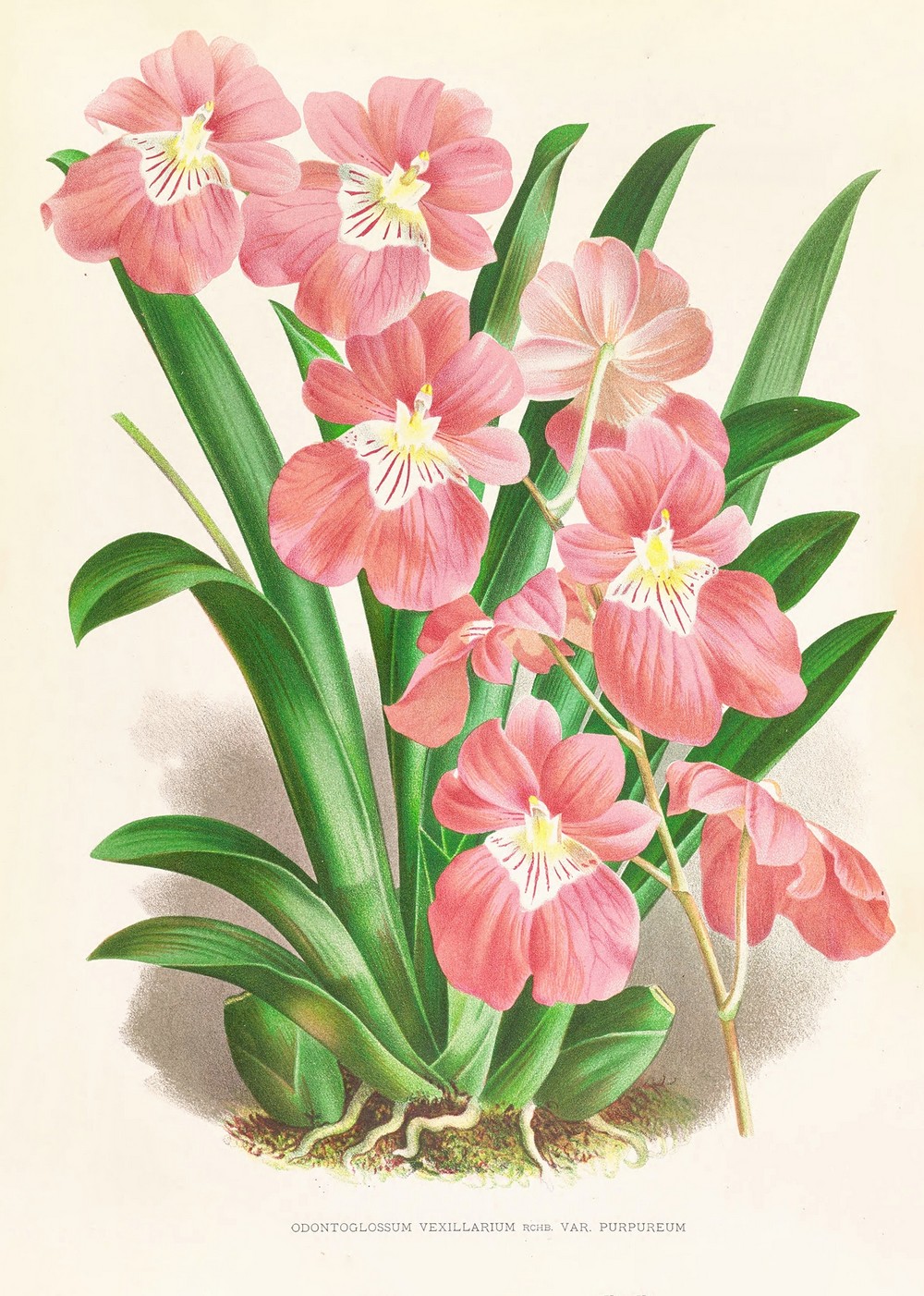 Odontoglossum Vexillarium
