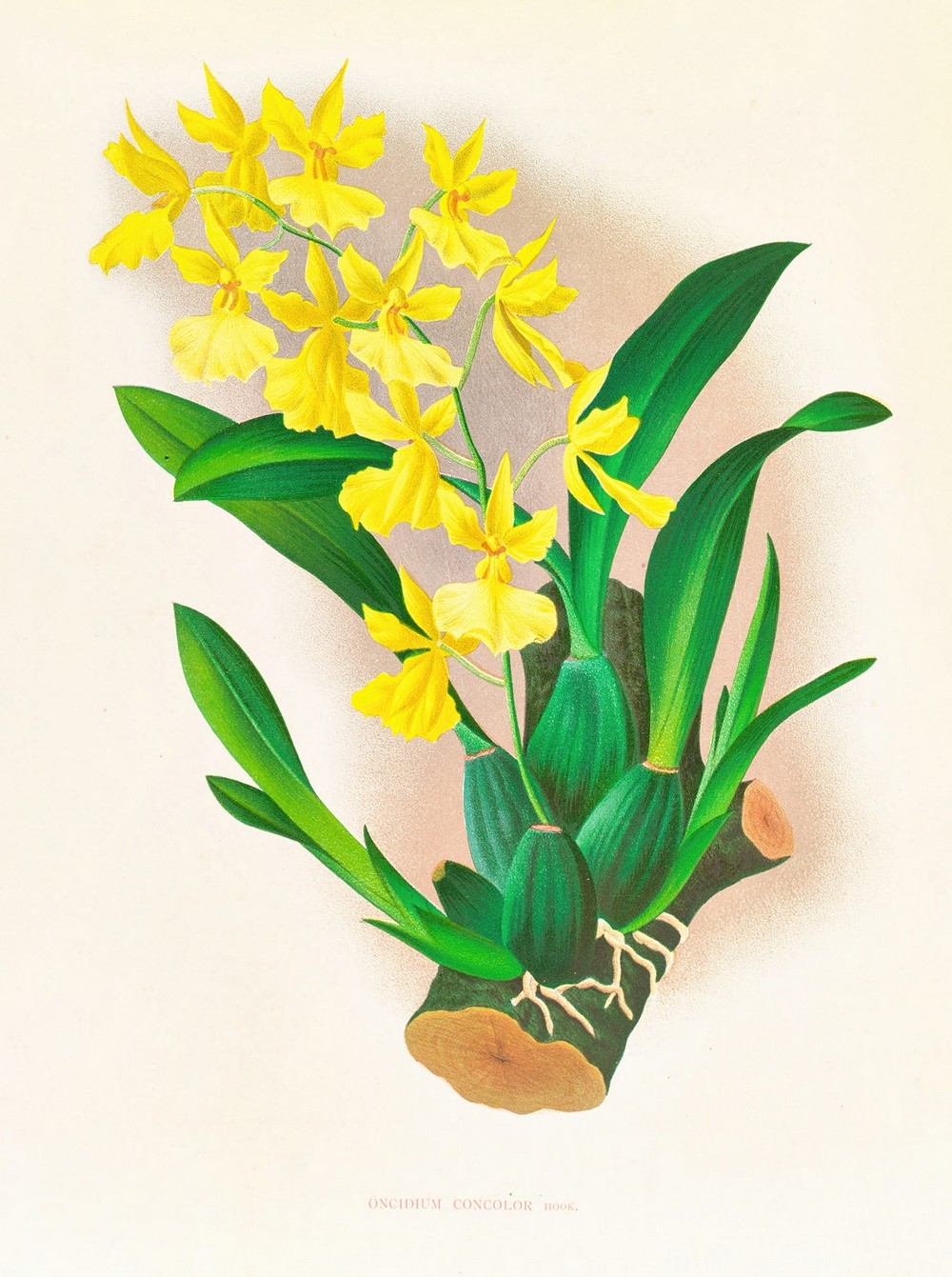 Oncidium concolor