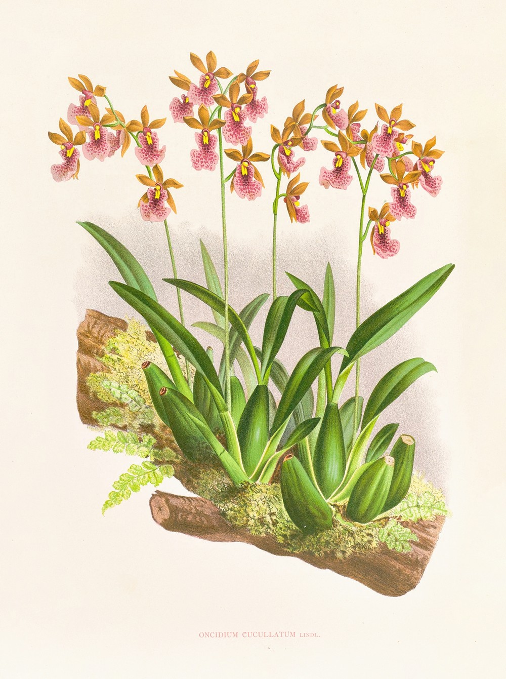 Oncidium cucullatum