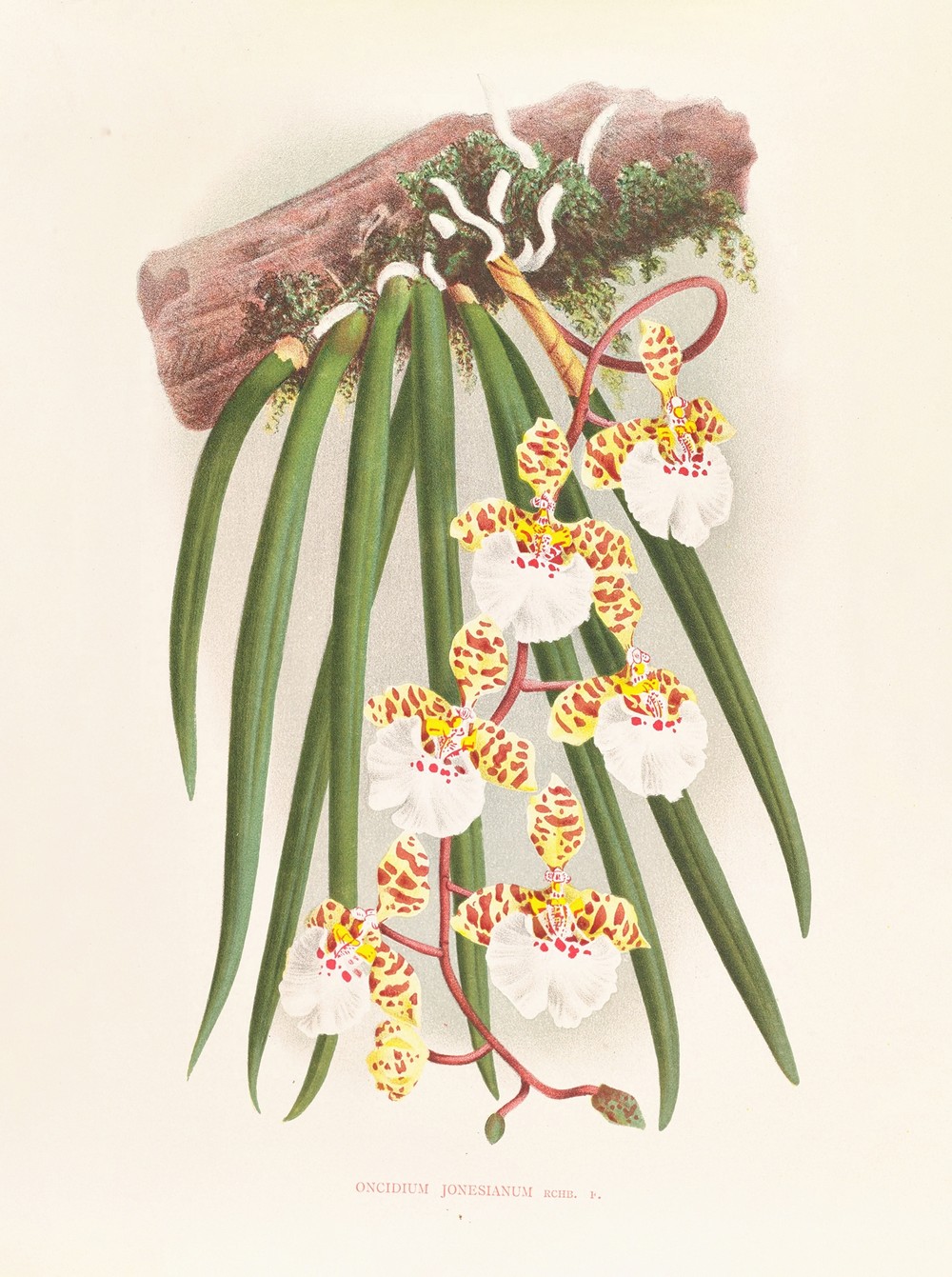 Oncidium jonesianum