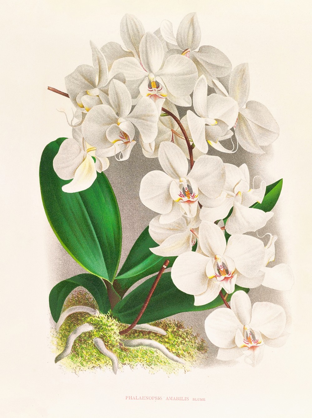 Phalaenopsis amabilis