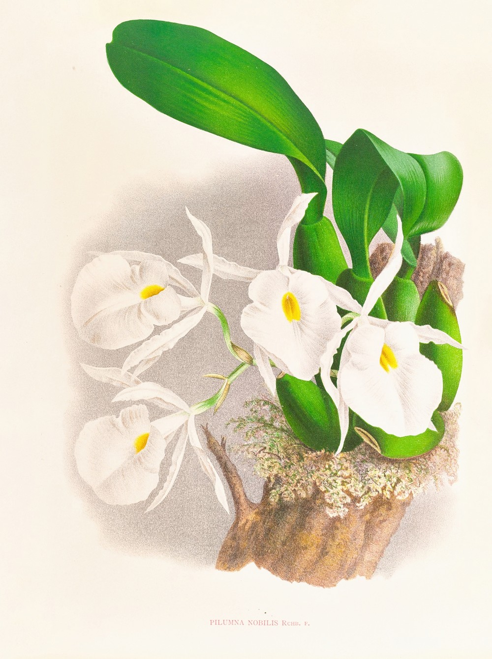 Pilumna nobilis