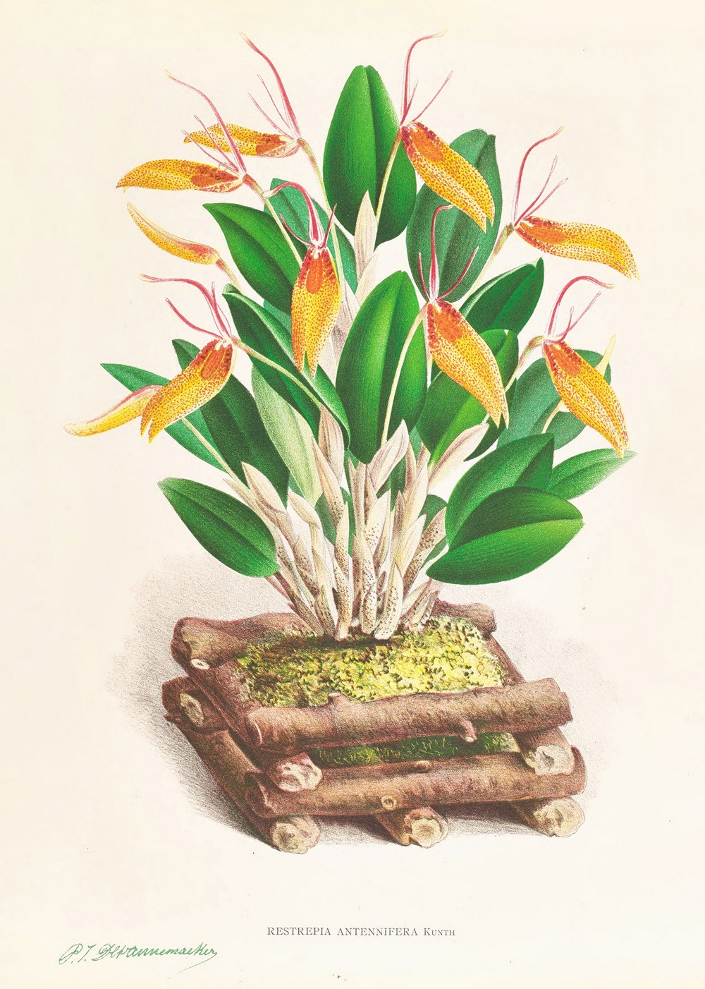 Restrepia antennifera