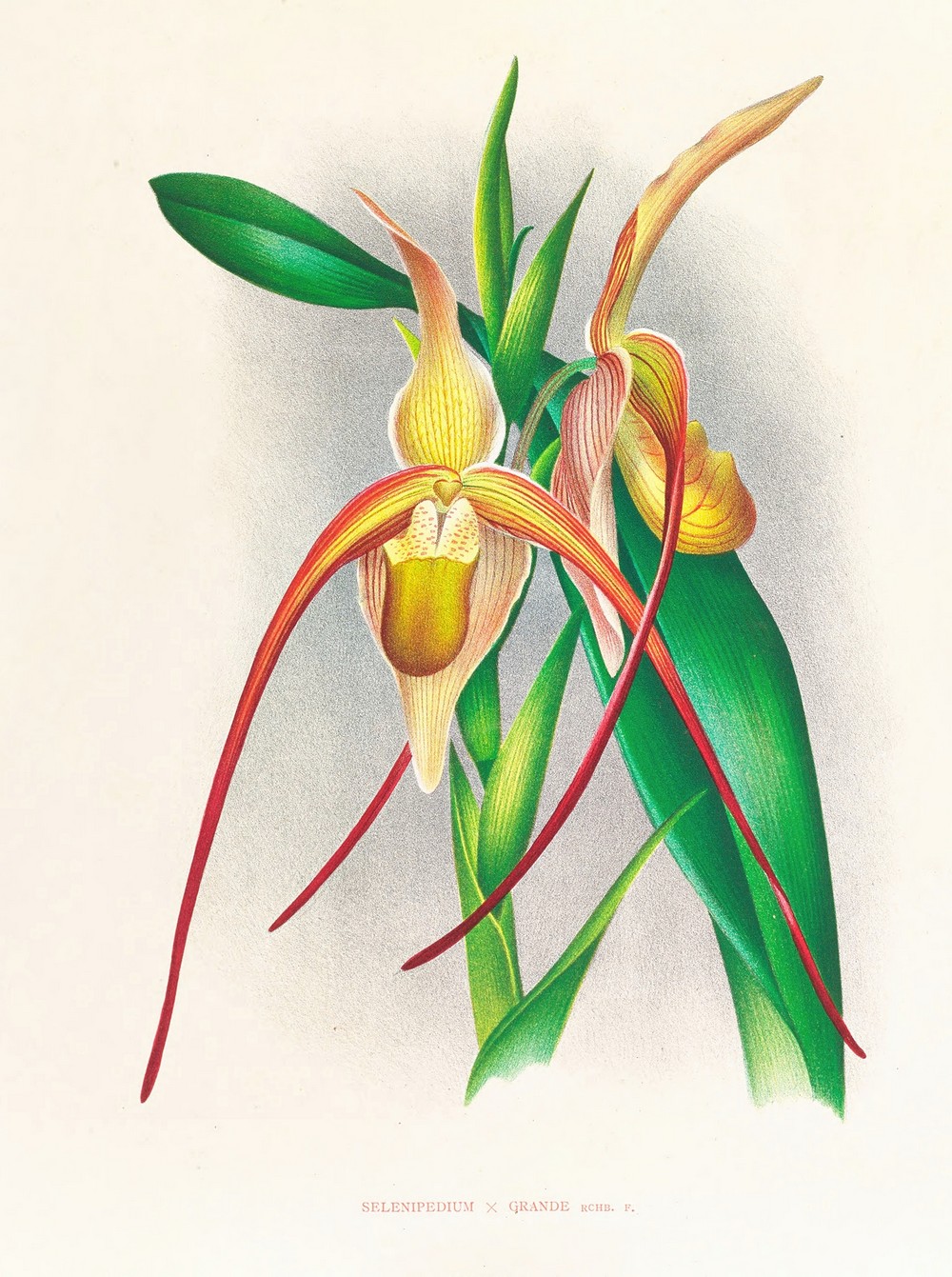 Selenipedium grande
