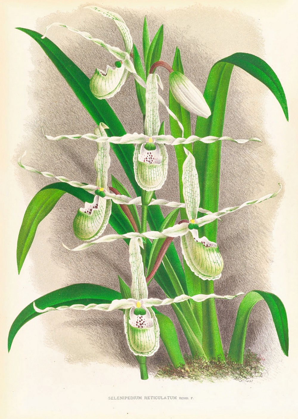Selenipedium Reticulatum